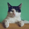 猫咪头像